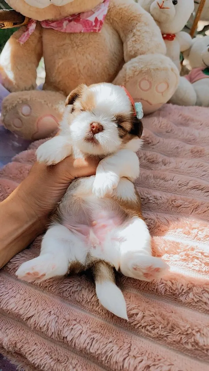 Filhote Shih Tzu fêmea fígado 