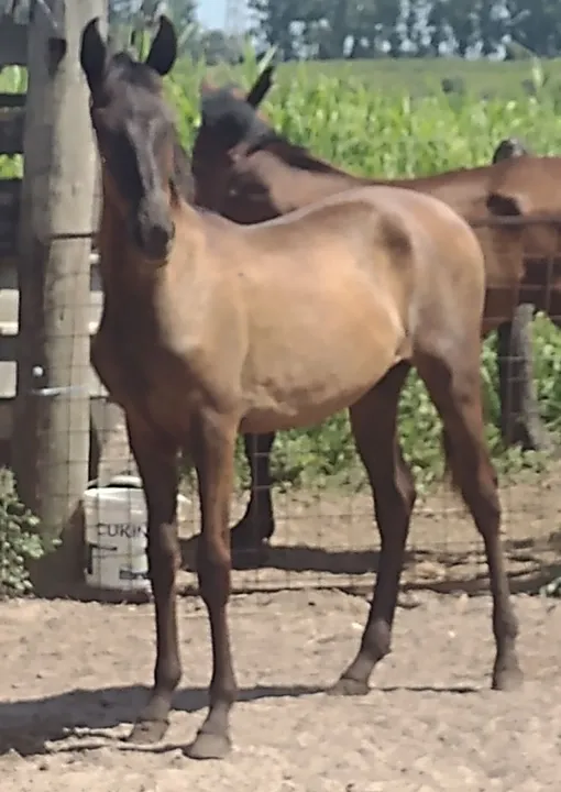 Potro Mangalarga Marchador