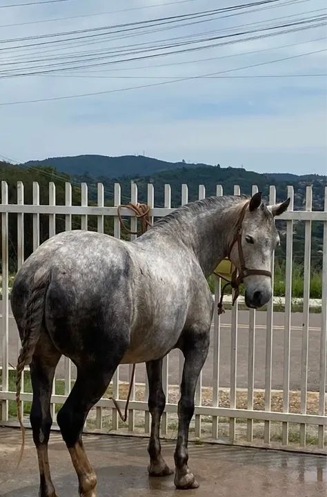 Cavalo tordilho  - Foto 2