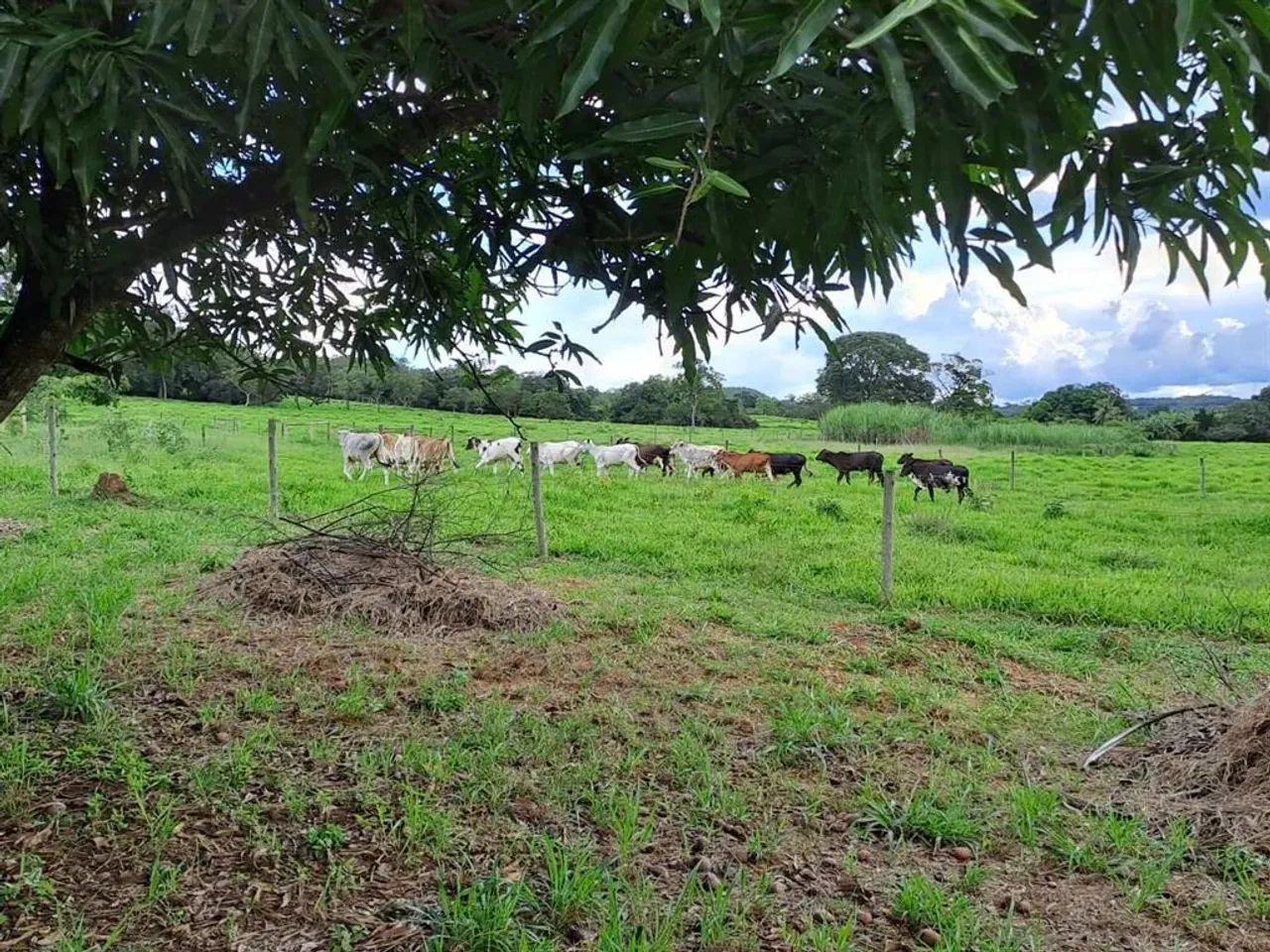 CHACARA 14,3 HA ( 3 ALQUEIRES) MUNICIPIO CALDAS NOVAS GO - Foto 3