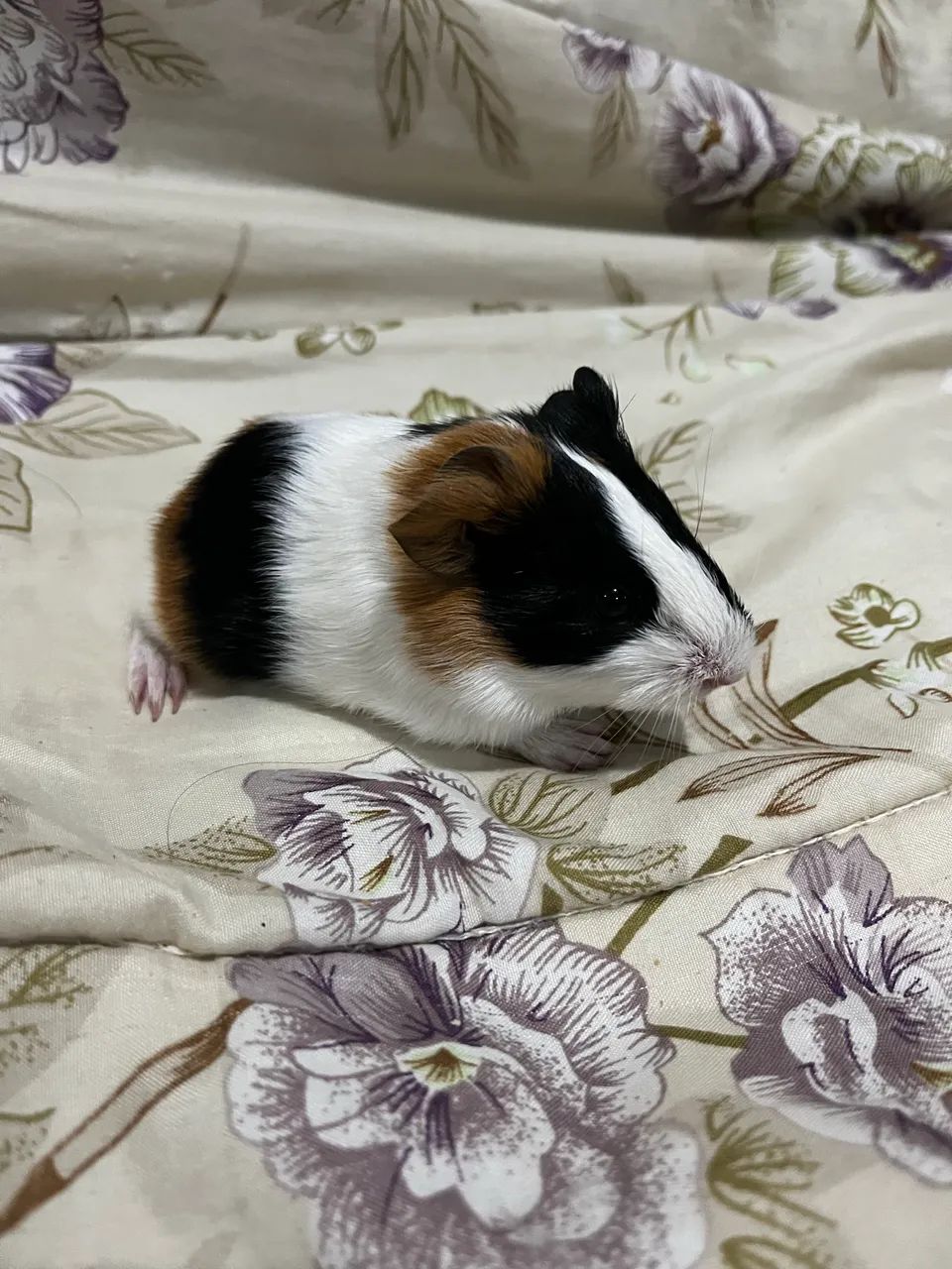 Porquinho da Índia - Filhotes - Foto 2