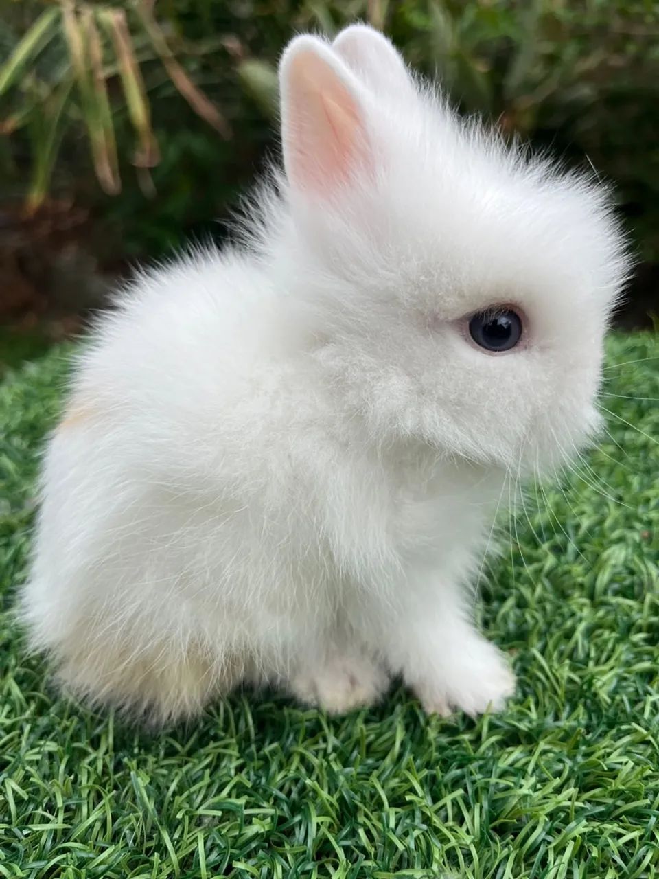 LION HEAD - FILHOTE - Foto 3