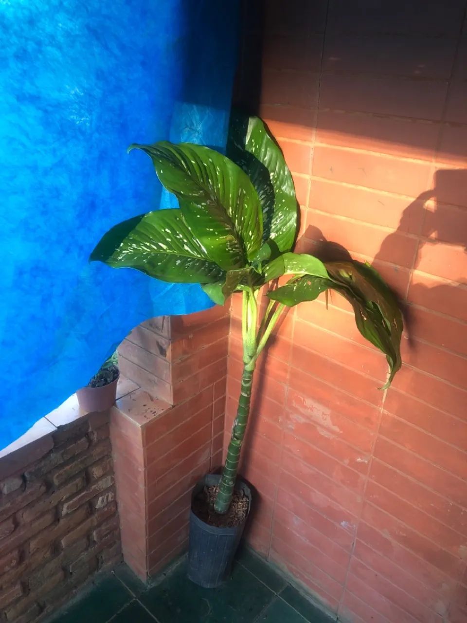 alocasia  - Foto 5