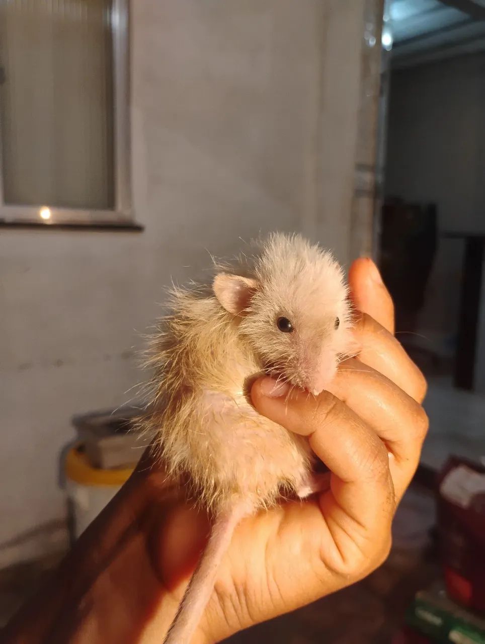 Harley Macho Siames Dumbo