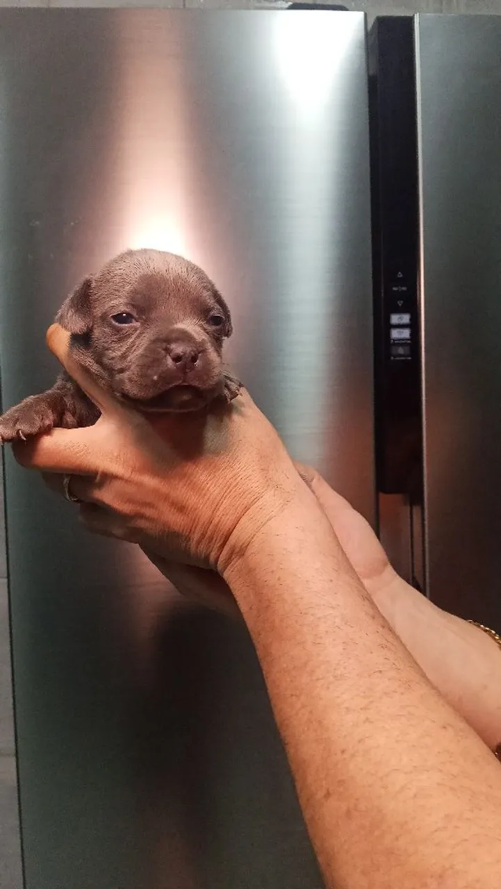 Filhotes de American Bully Com pedigree