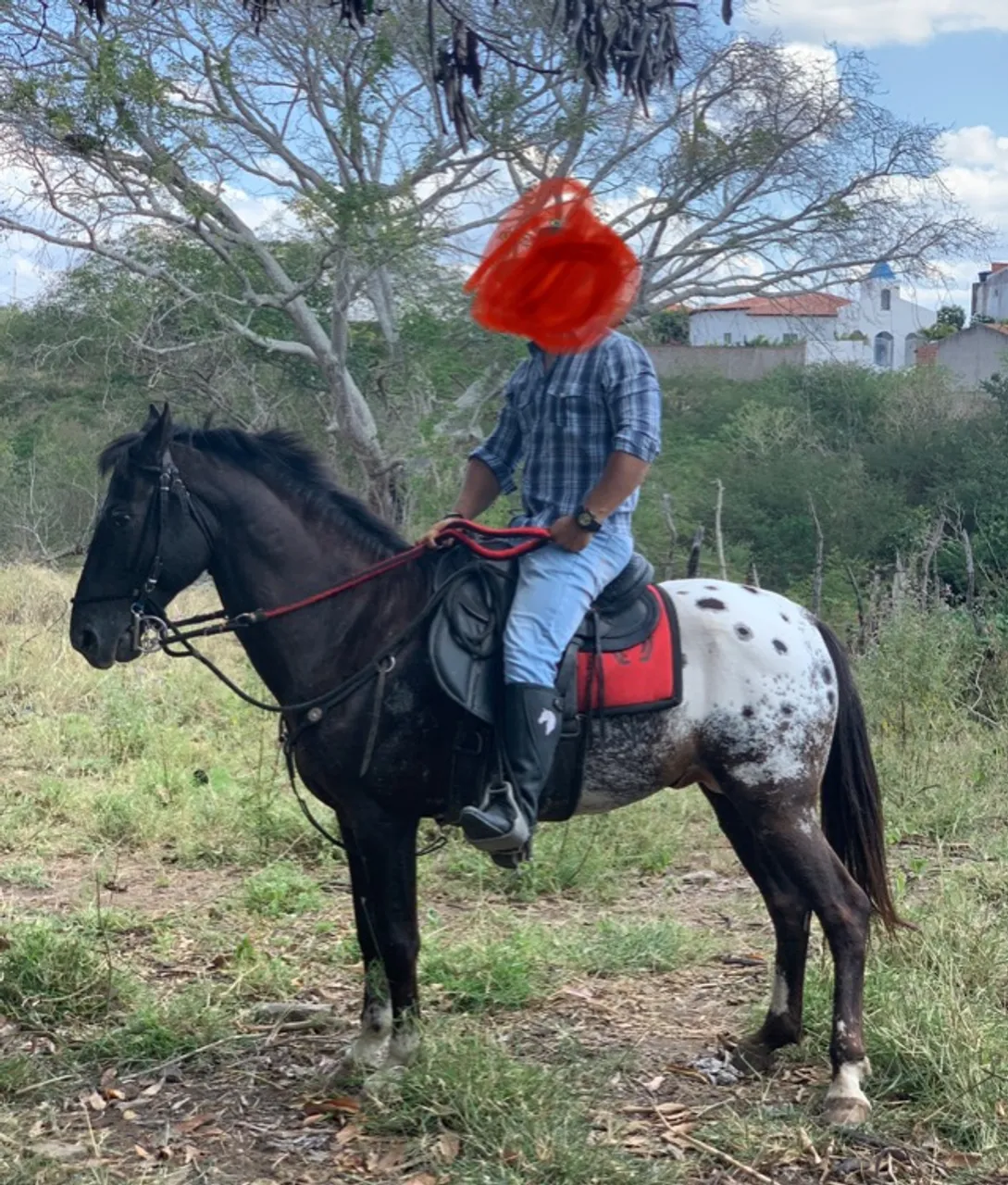 Cavalo lindo, bom de marcha