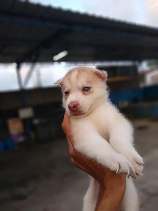 Filhote husky  siberiano - Foto 5