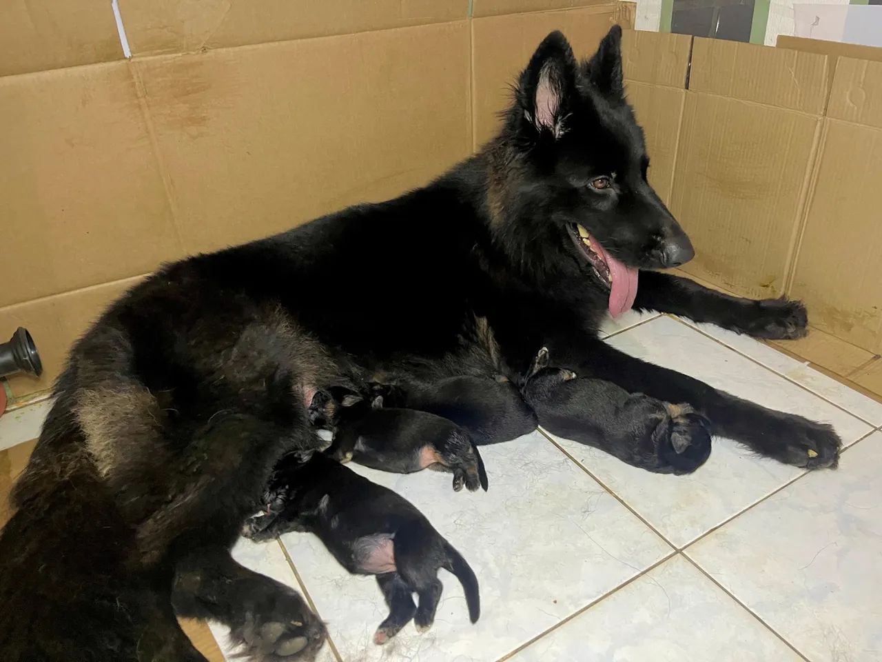Filhote de pastor alemão de qualidade  - Foto 3