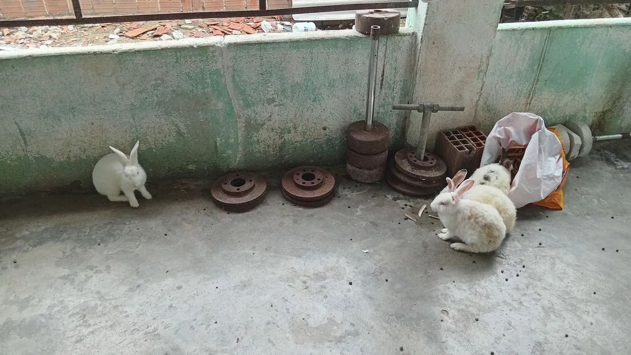 Coelhos brancos fofinhos para adoção - Foto 2