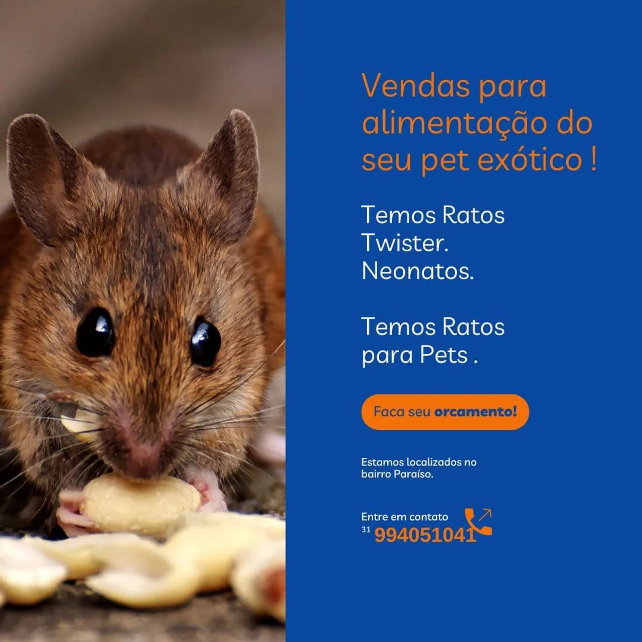 Ratos para Pets - Twister, Neonatos e mais!