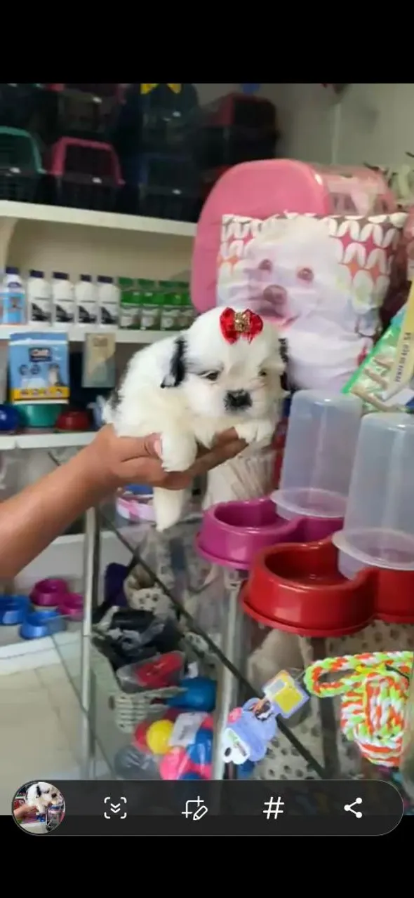 Filhote Shih Tzu Fêmea
