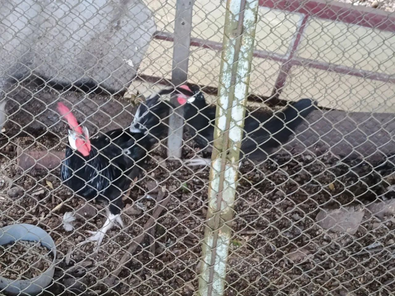 Galinhas ornamentais - Foto 2