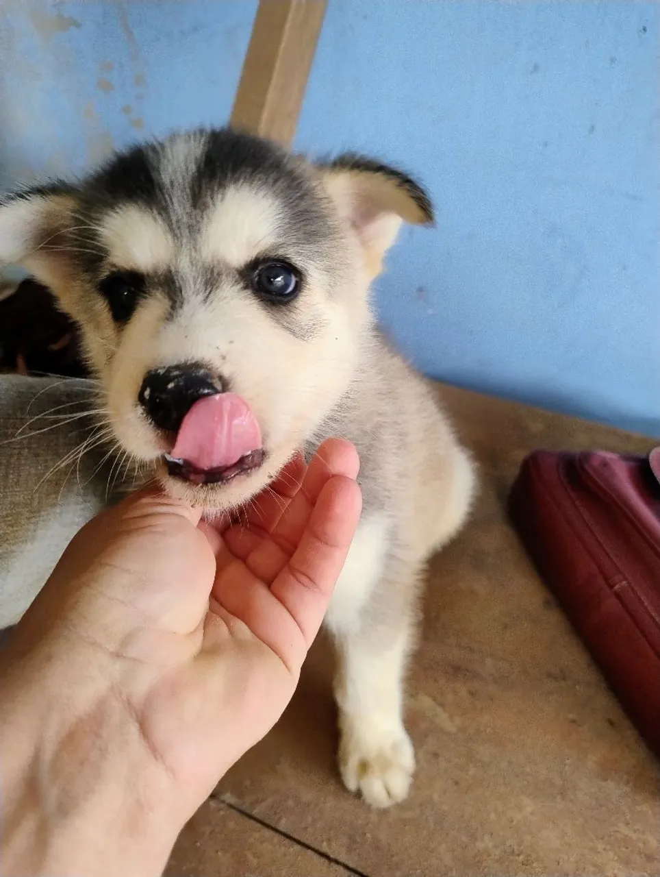 Filhote Husky Siberiano