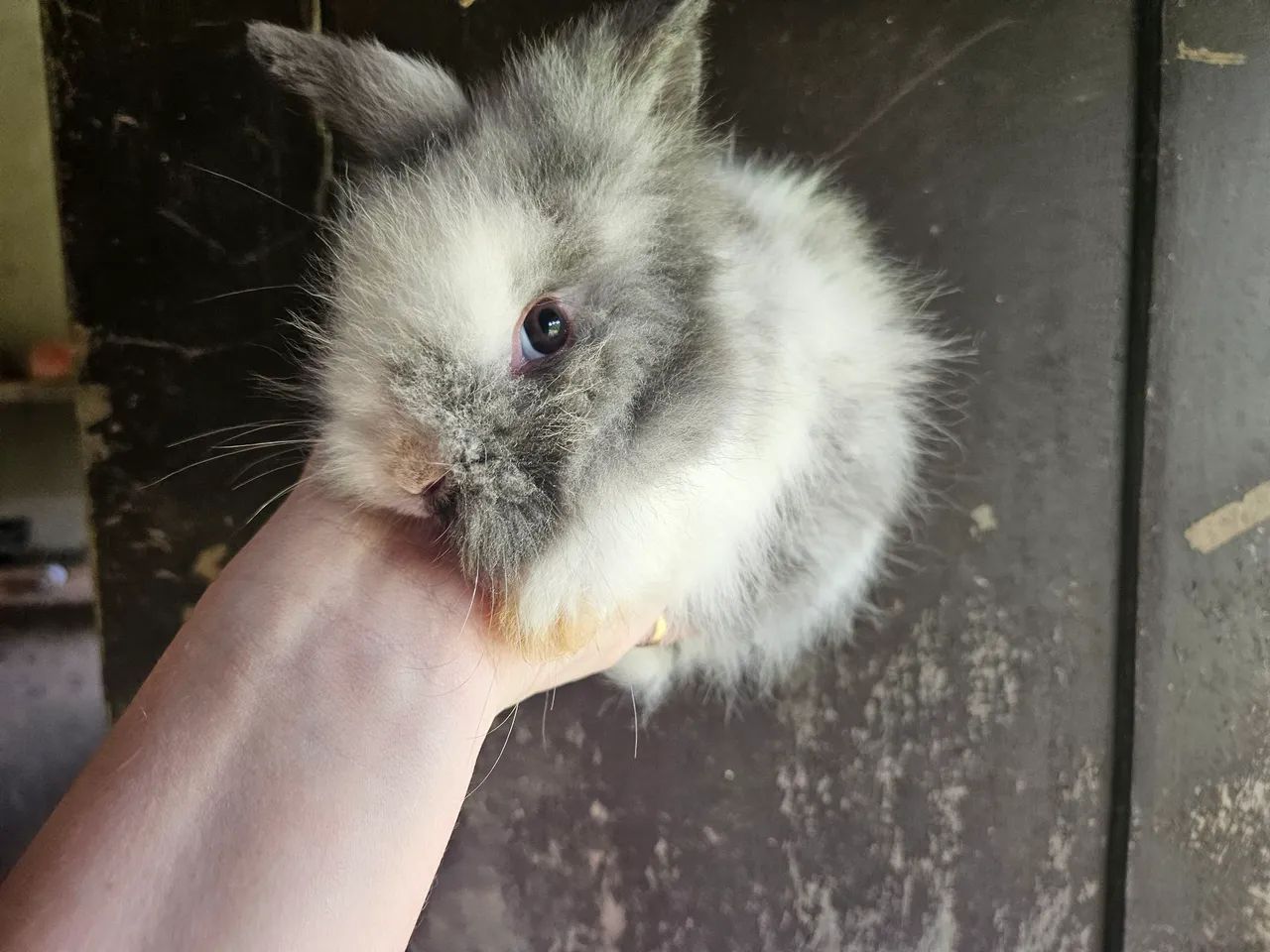 Coelhos mini , mini lion  - Foto 2