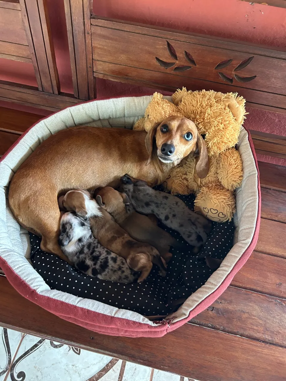 Filhotes de Dachshund