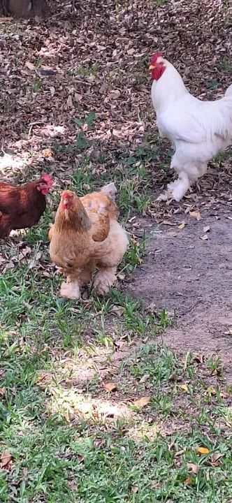 Galinha galo e franguinho de brhama - Foto 2