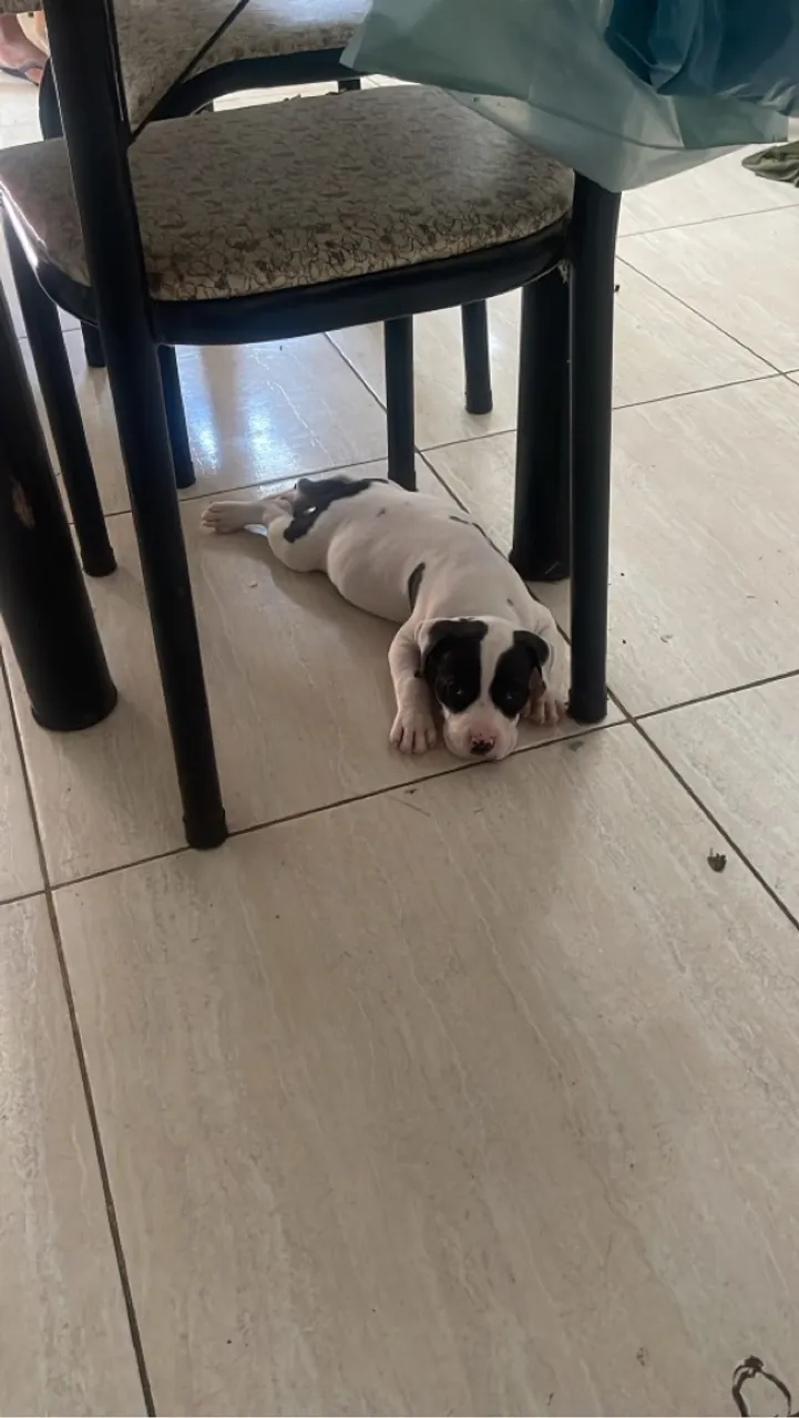 Filhote de Pitbul disponível
