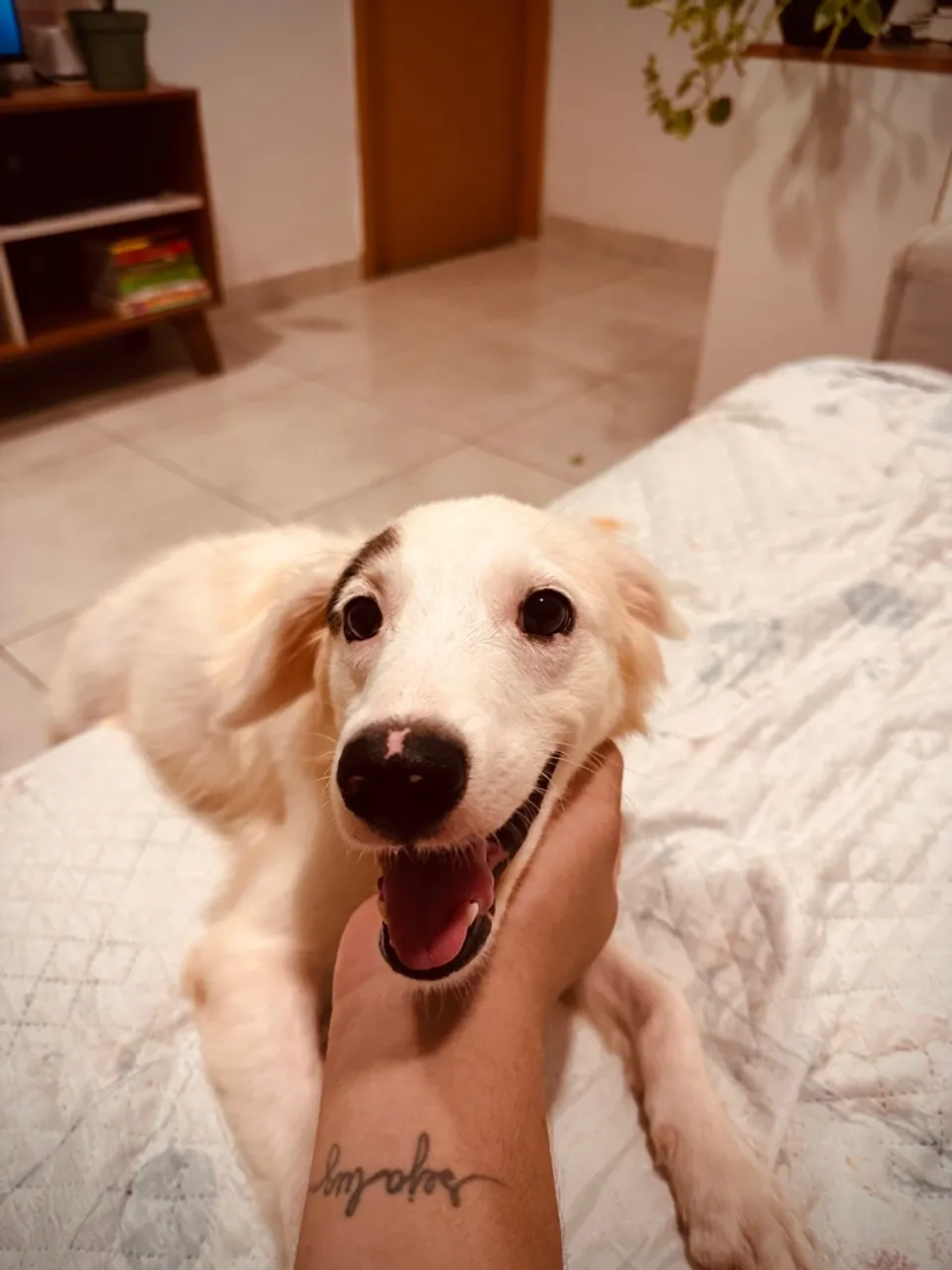 Cãozinho adorável para adoção!