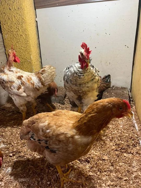 Frangos de raça pura para venda - Foto 4