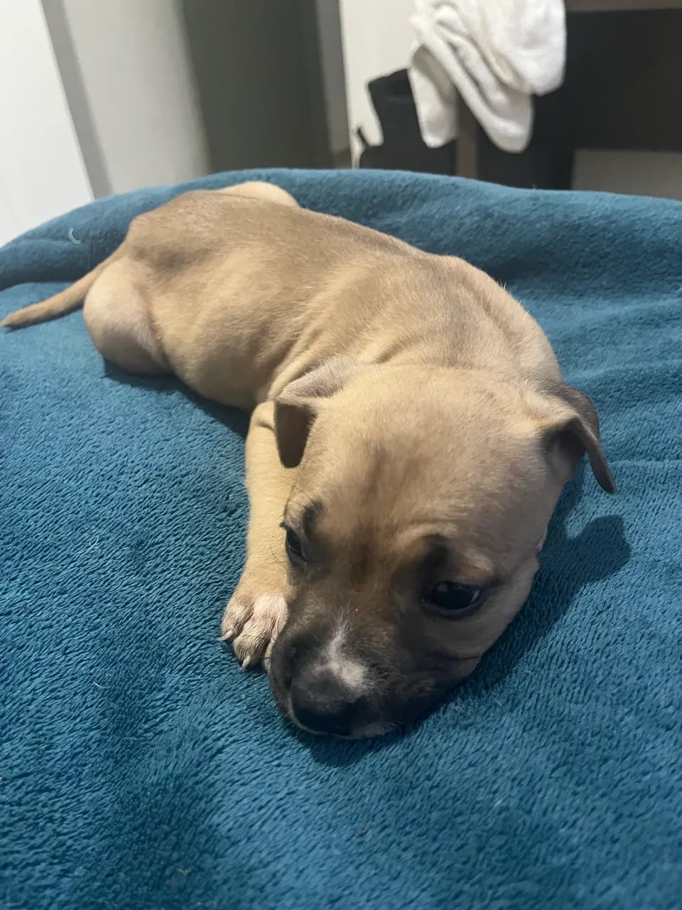 Filhotes de Pitbull disponível!! - Foto 4