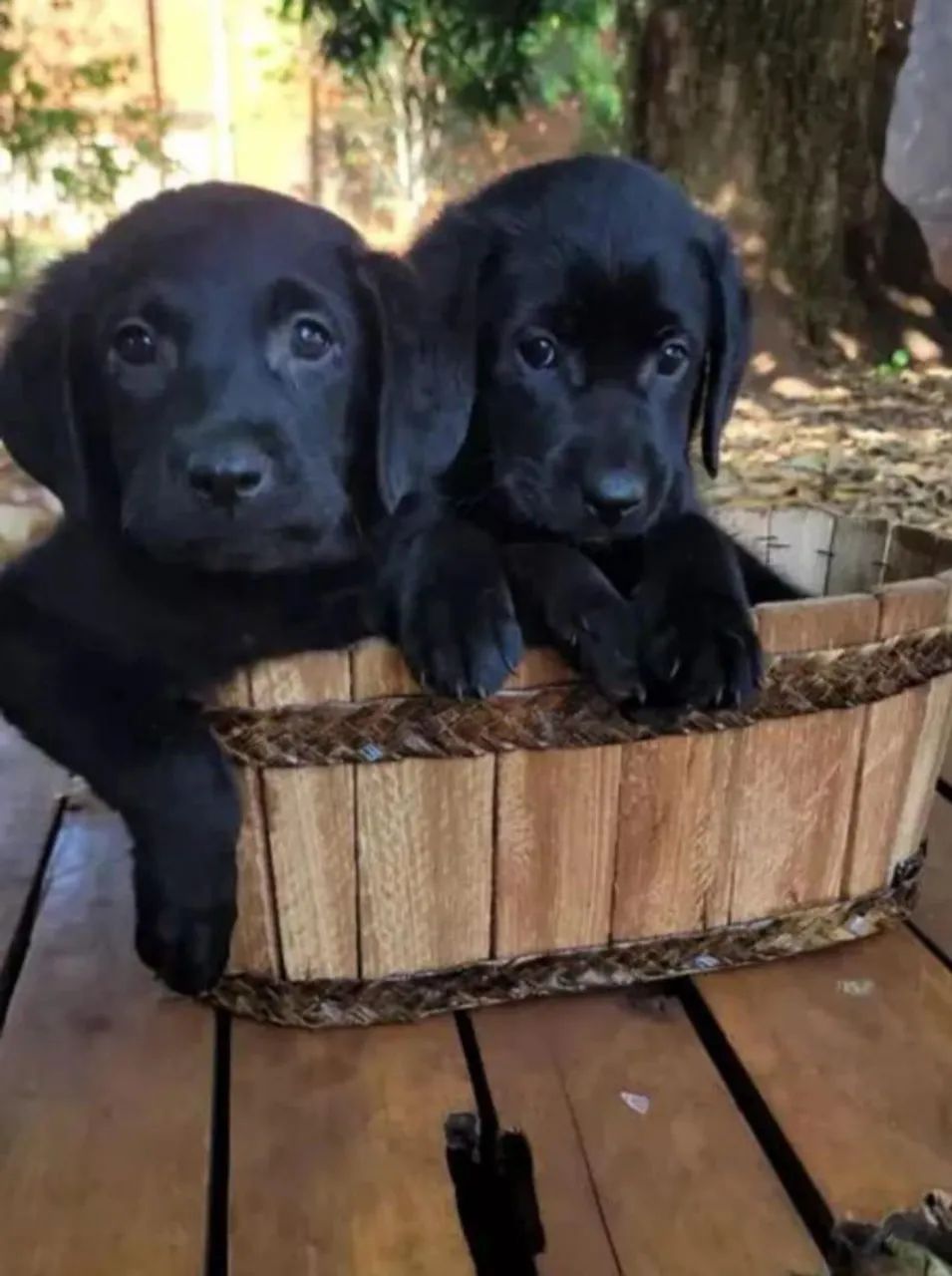 Filhotes de Labrador  - Foto 4