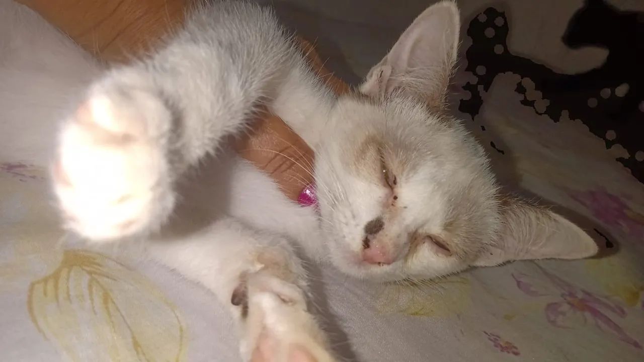 Gatinho preto e branco para adoção 