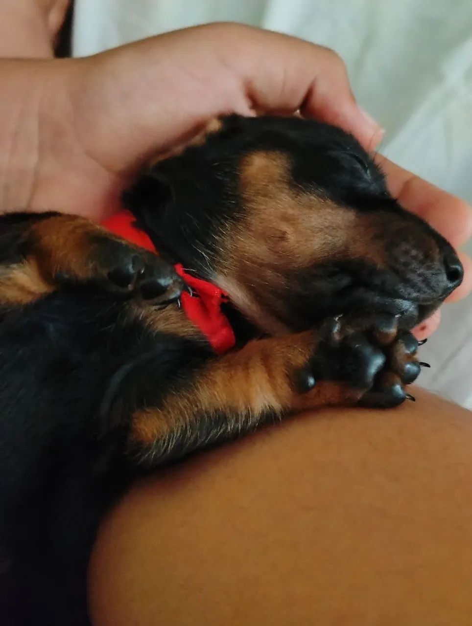 Vendo Filhote de Teckel/famoso salsichinha!  - Foto 4