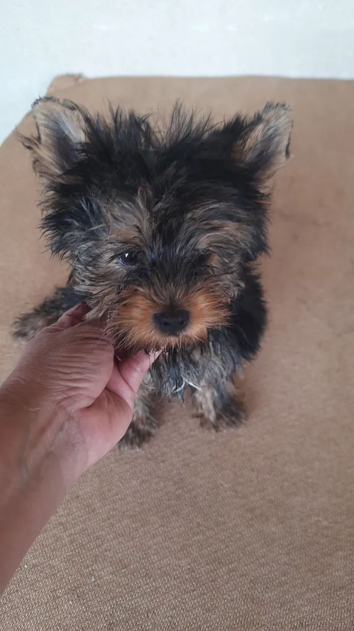 Yorkshire Terrier macho  - Foto 2