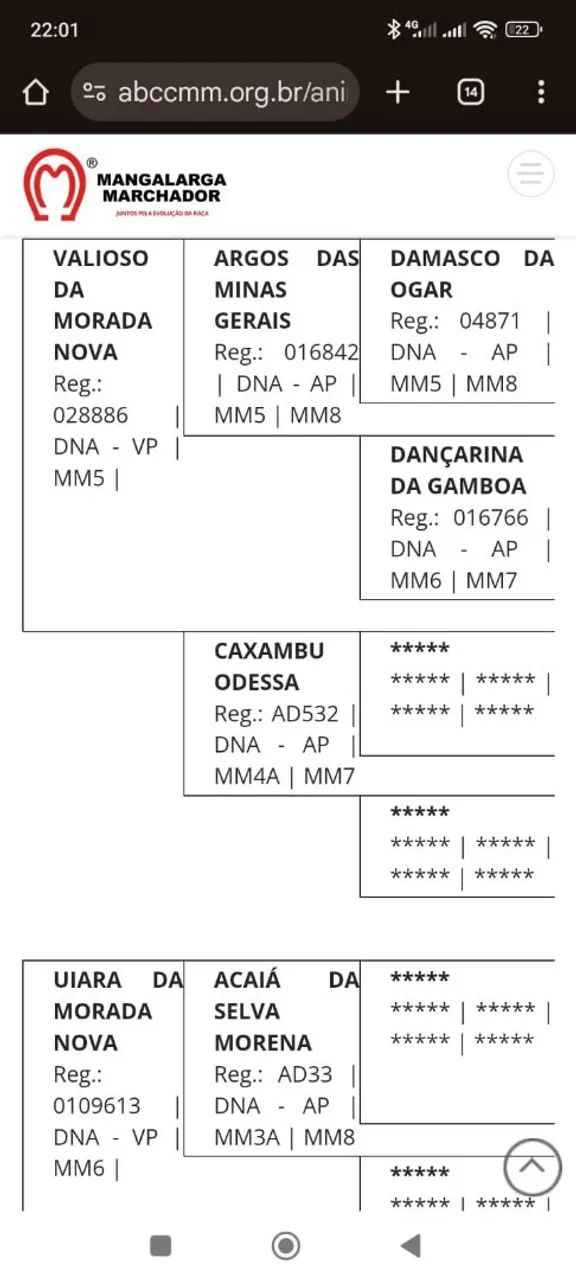 Vendo Égua Mangalarga Marchador Registrada  - Foto 3