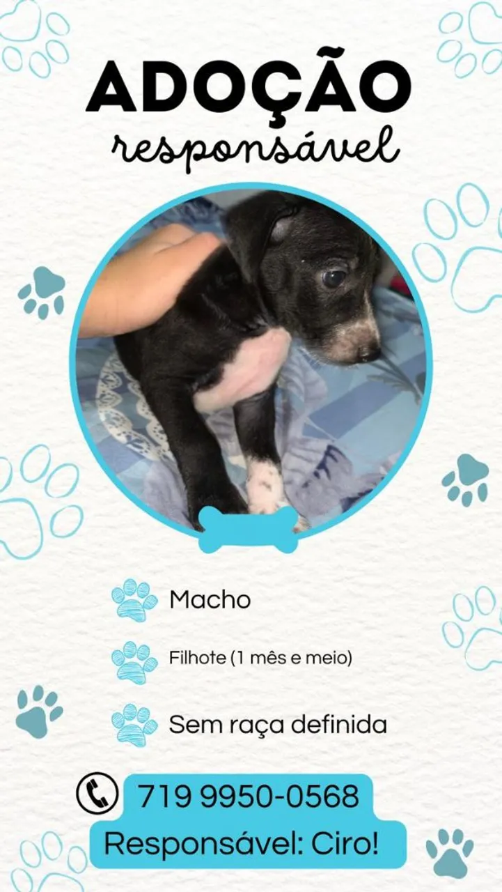 Filhote para adoção - Sem raça definida