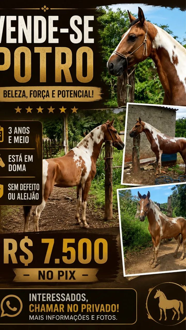 Cavalo  - Foto 3