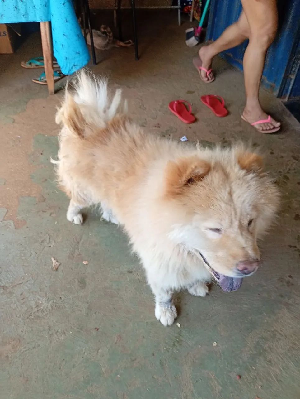Filhote de Chow Chow  - Foto 5