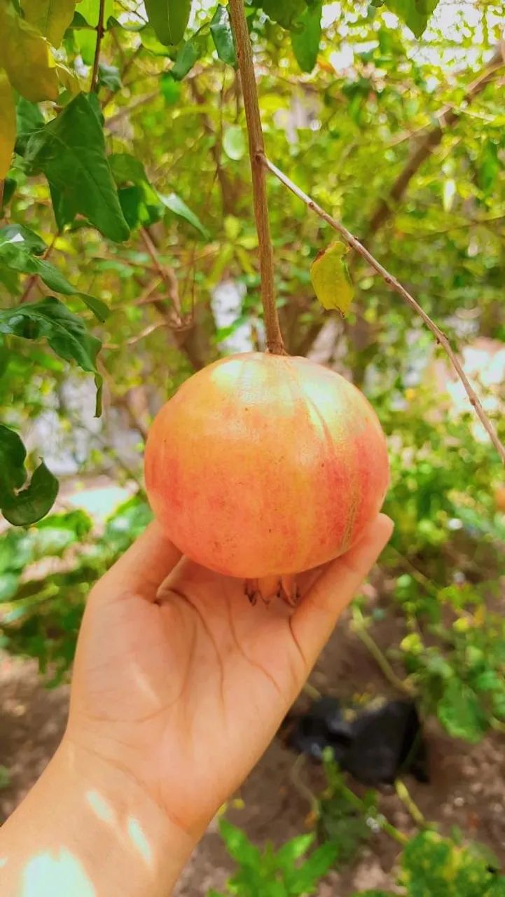 Vendo Romãs  - Foto 4