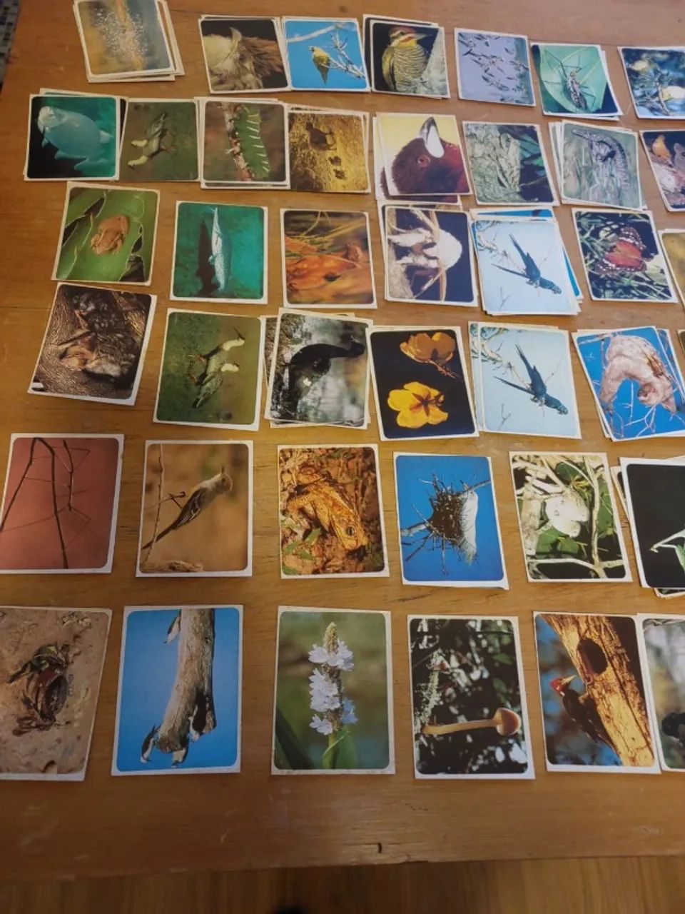 124 figurinhas pantanal editora fábula  - Foto 3