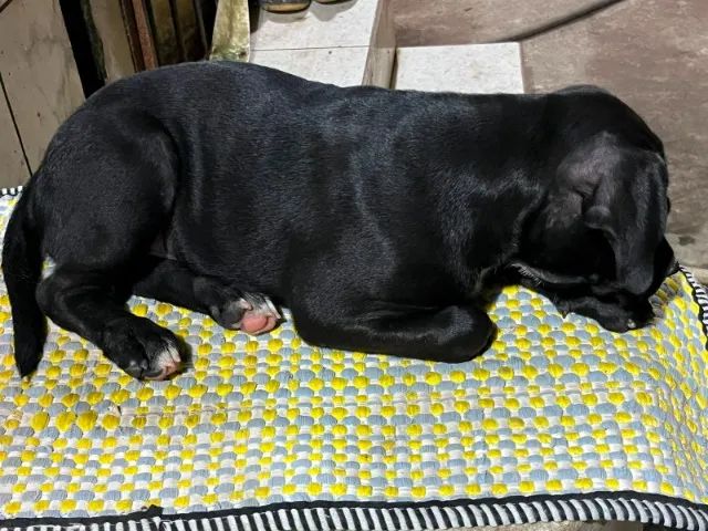 Cachorro - Foto 2