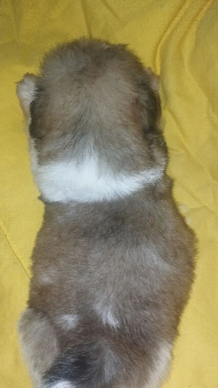 Shitzu macho mini - Foto 2