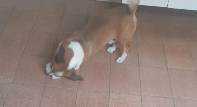 Doa-se cachorro adulto 