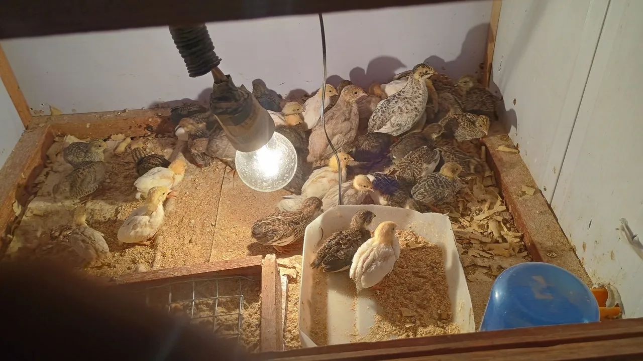 30 pintinho de codorna chinesa mixtos