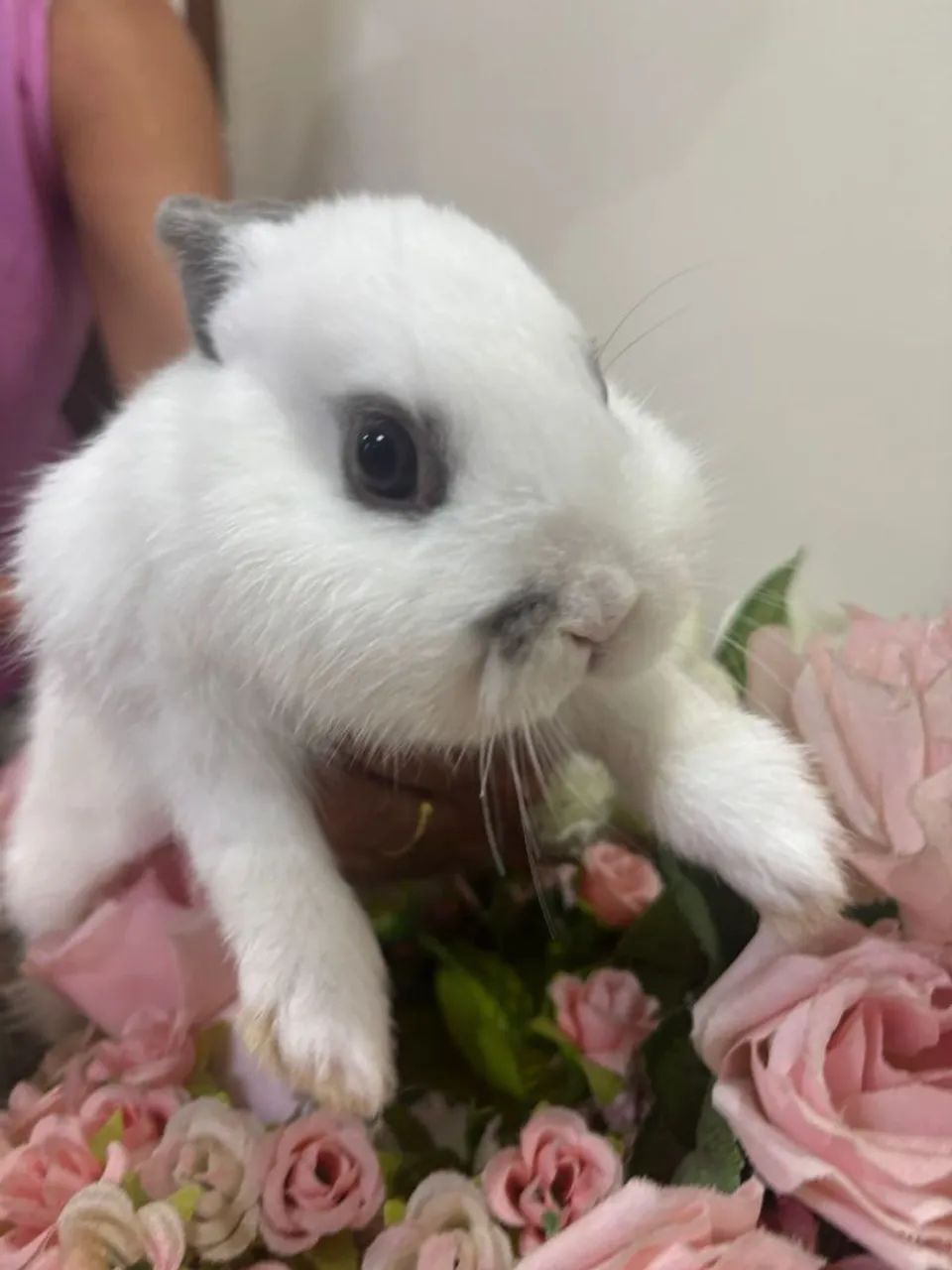 Filhotes de coelhos anao de netherland  - Foto 4