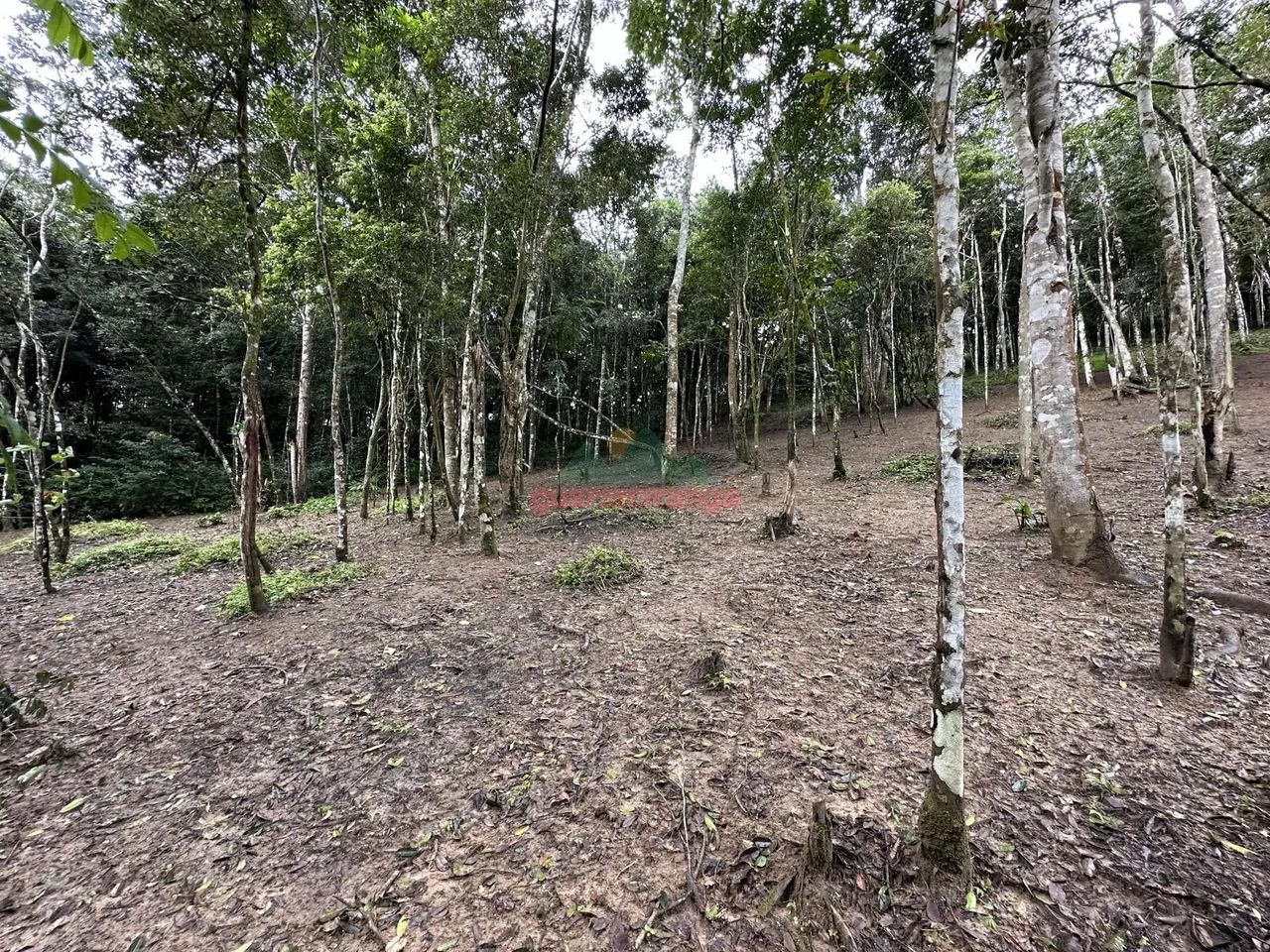 Gleba com 5.006,73 m², com documentação em Guaramiranga/CE. - Foto 4