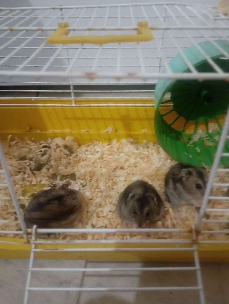 Gaiola de hamster65573797511553122