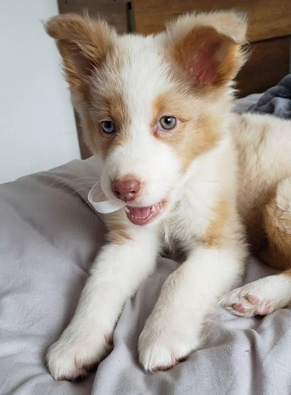 FILHOTES DE BORDER COLLIE 
