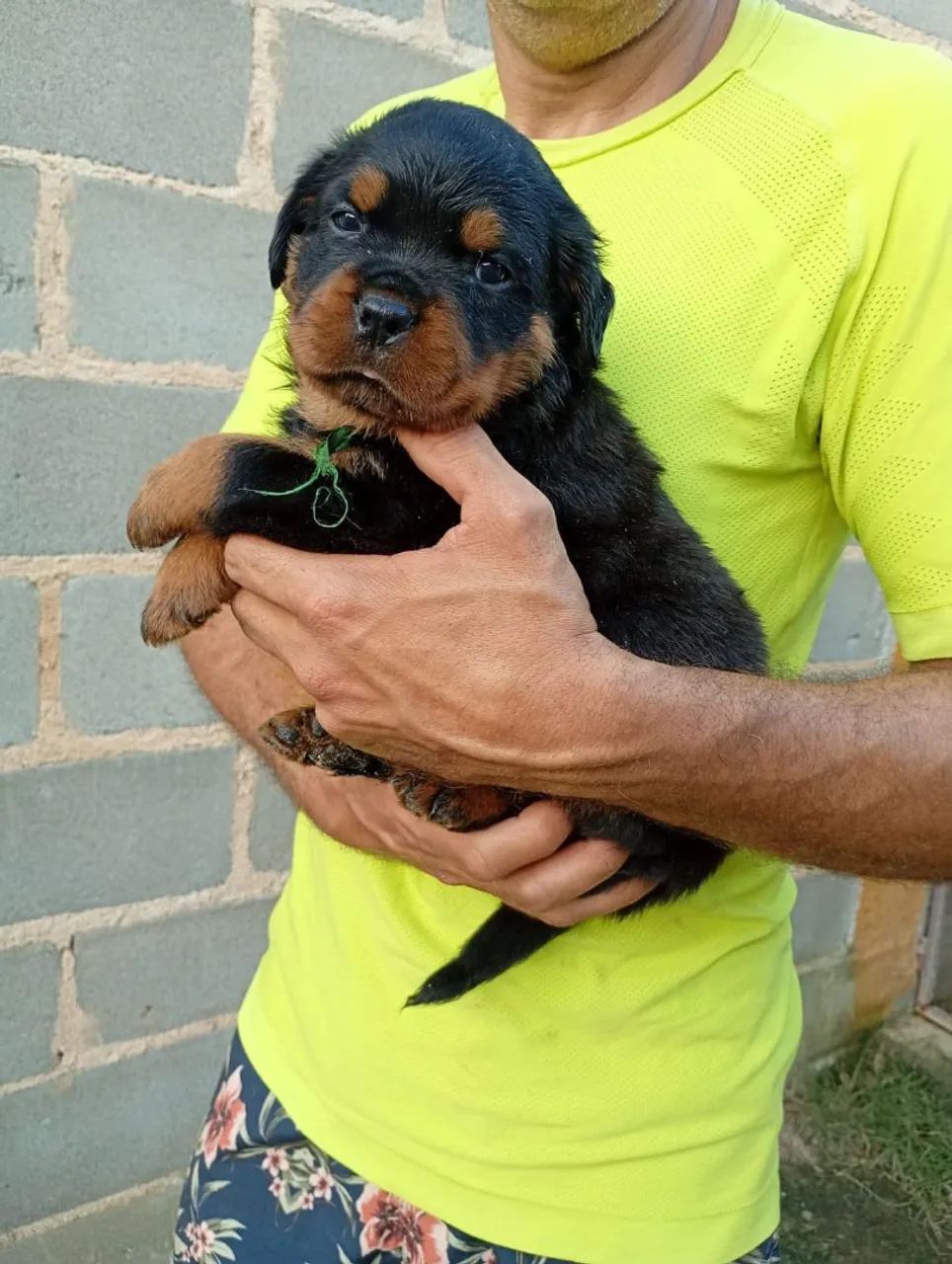 FILHOTES DE ROTTWEILER - COM PEDIGREE CBKC E - Foto 3