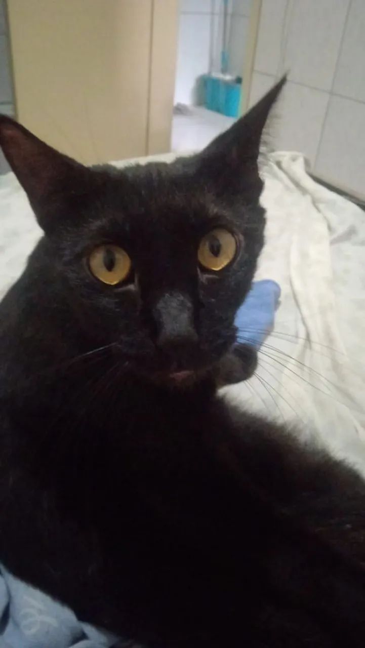 Doa-se gata castrada 