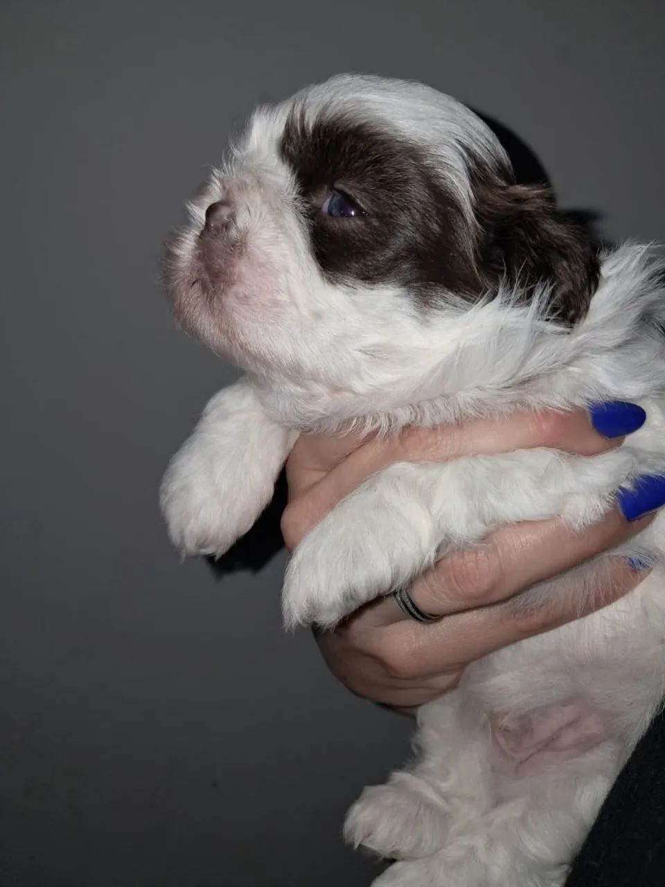 Shih tzu macho   850 - Foto 2