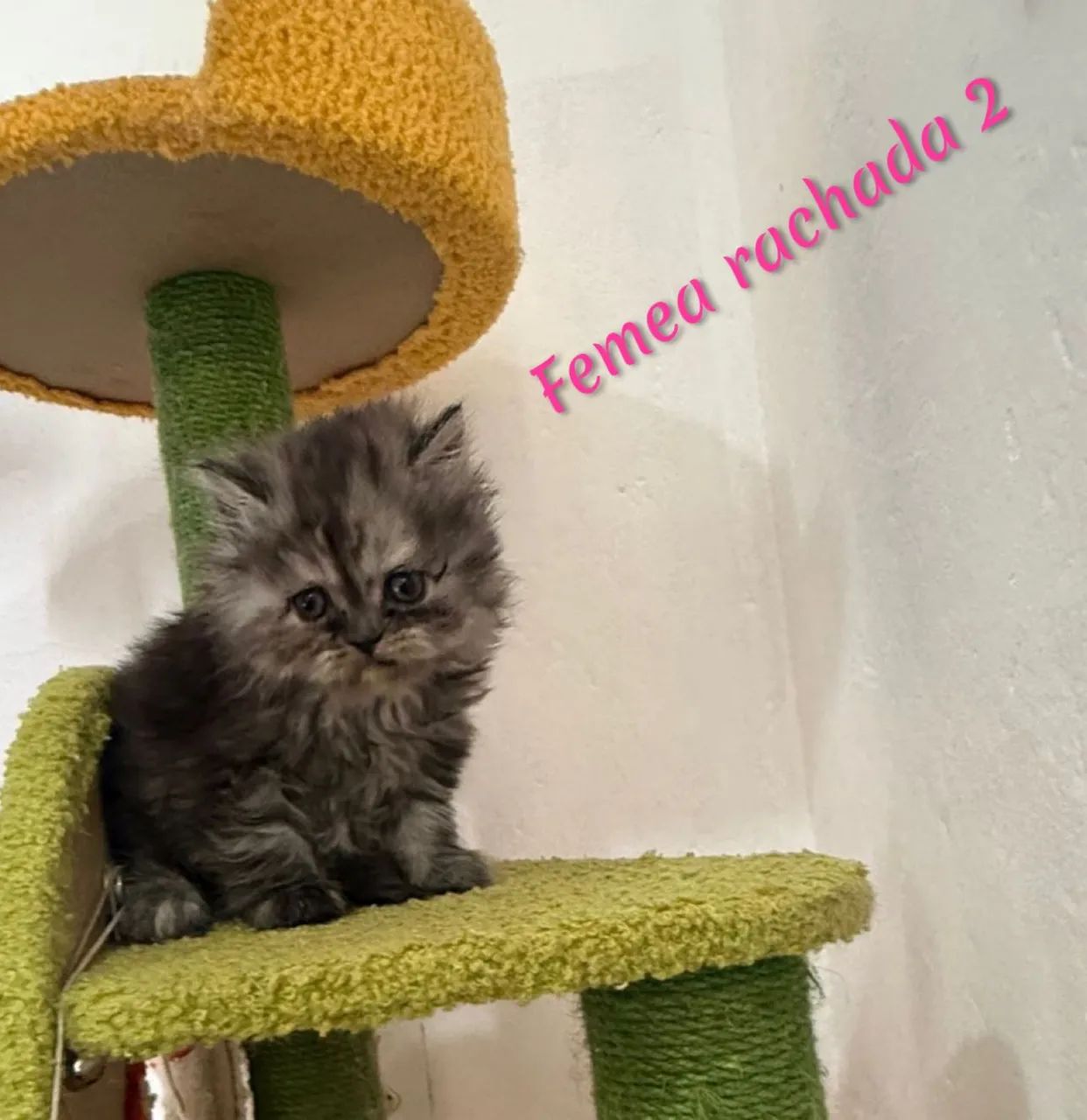 Persa Macho e Fêmea Lindas Cores 