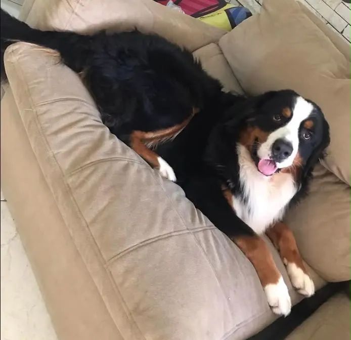 Bernese Macho para Cobertura (Cruzar) - Foto 2