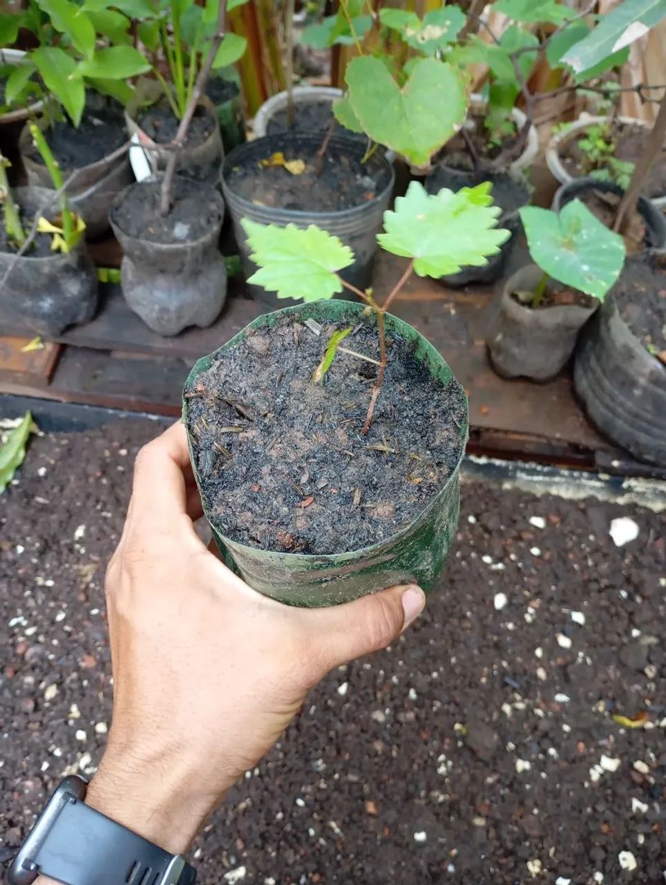 Uva verde mudas - Foto 4