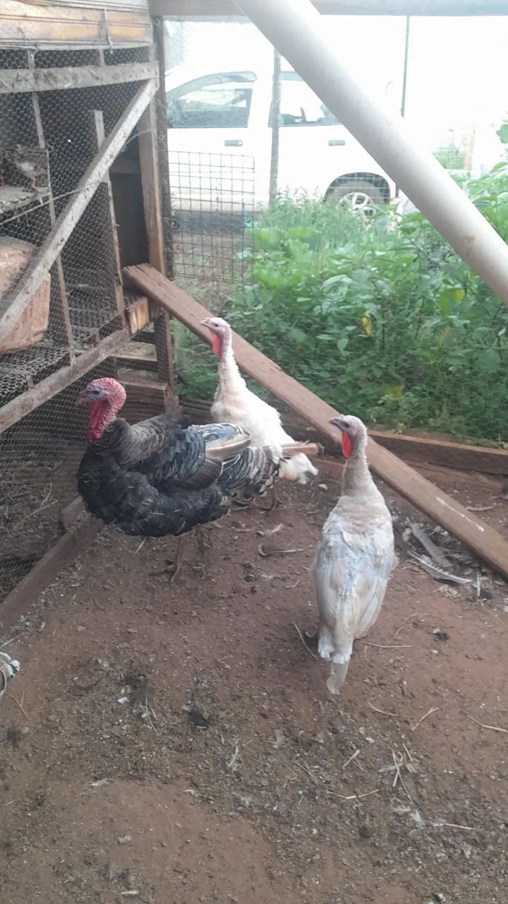 Peruzinhos e Peruas  - Foto 2