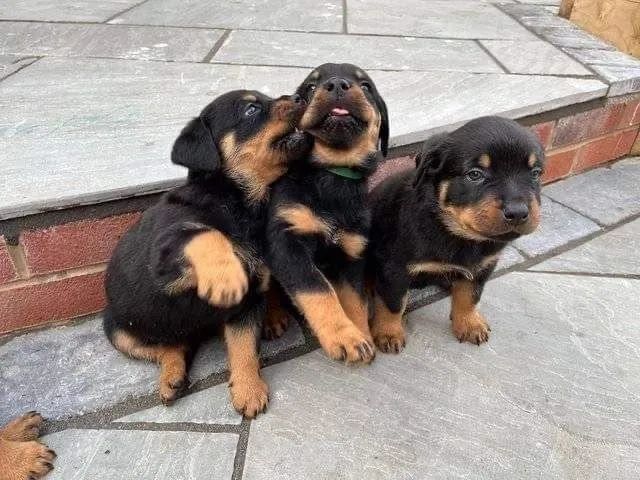 Rottweiler alegre